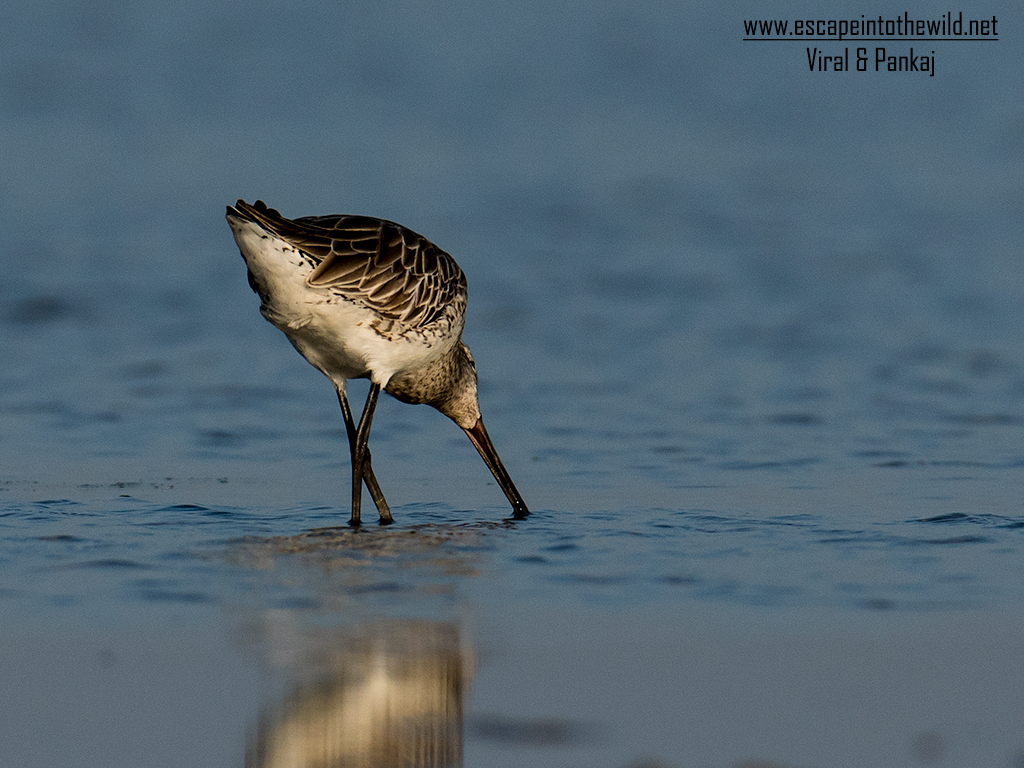 Asian Dowitcher 